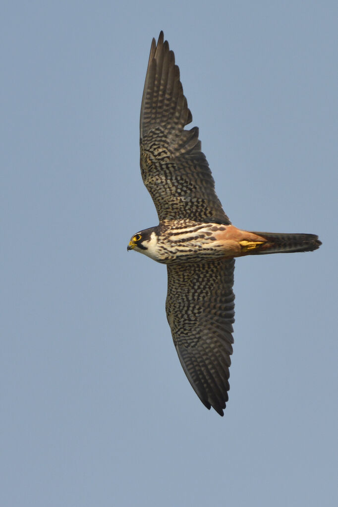 Eurasian Hobbyadult, Flight