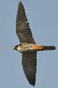 Eurasian Hobby