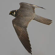 Eurasian Hobby