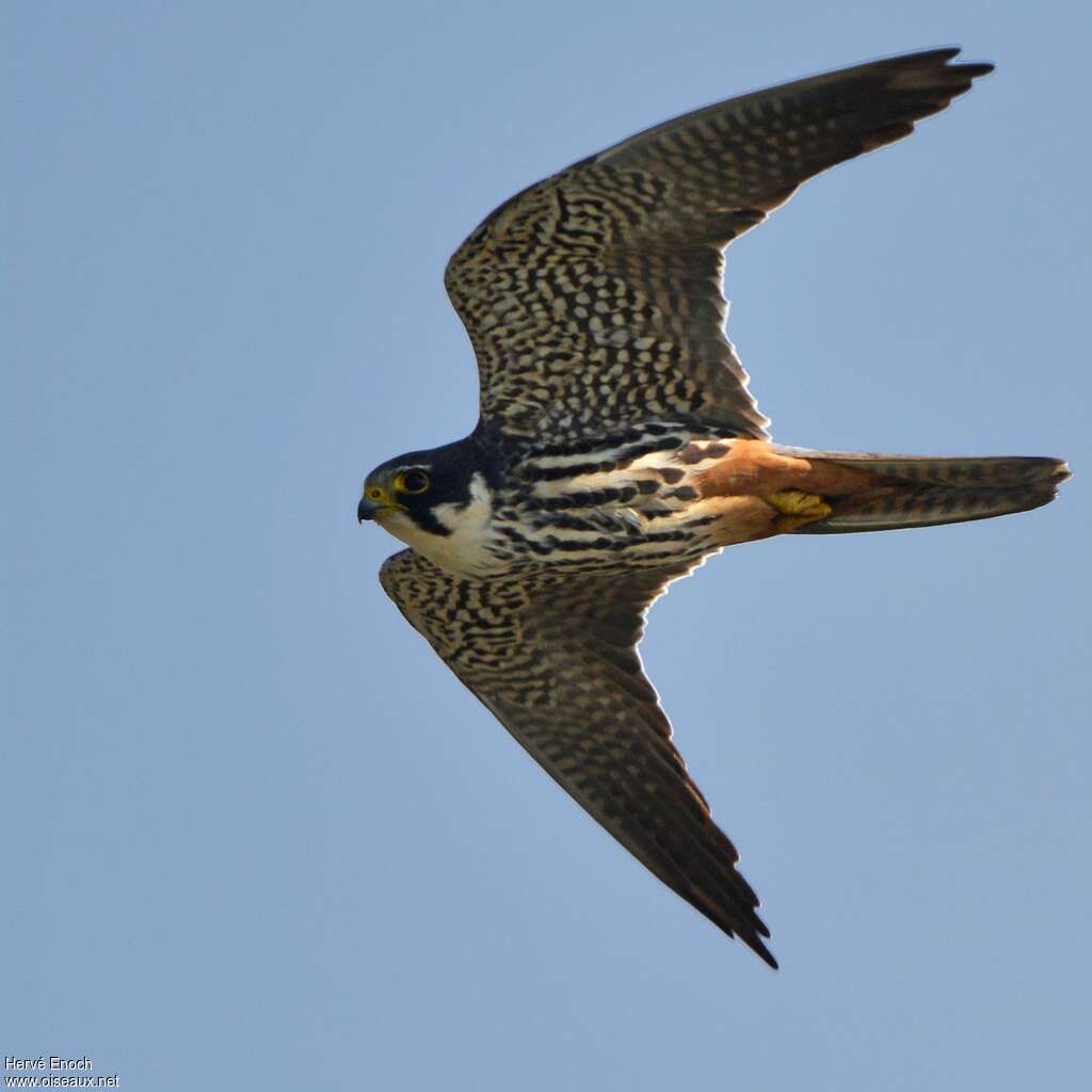 Eurasian Hobbyadult, Flight