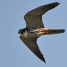 Eurasian Hobby