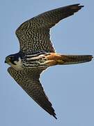 Eurasian Hobby