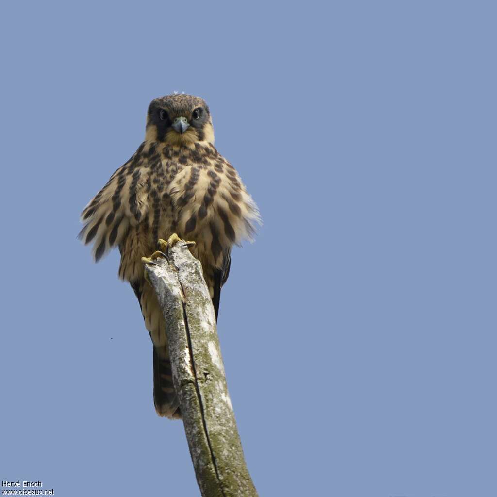 Eurasian Hobbyjuvenile, close-up portrait