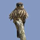 Eurasian Hobby