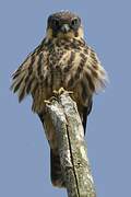 Eurasian Hobby