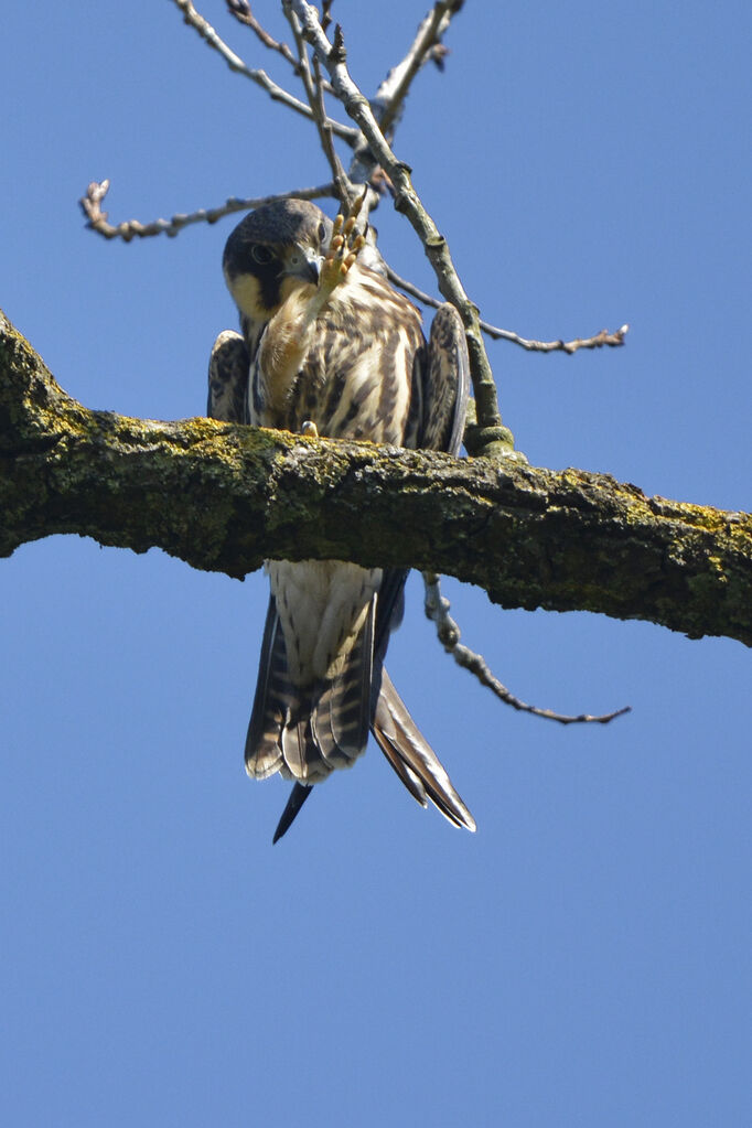 Eurasian Hobbyjuvenile, identification