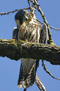 Eurasian Hobby