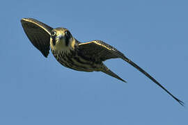 Eurasian Hobby