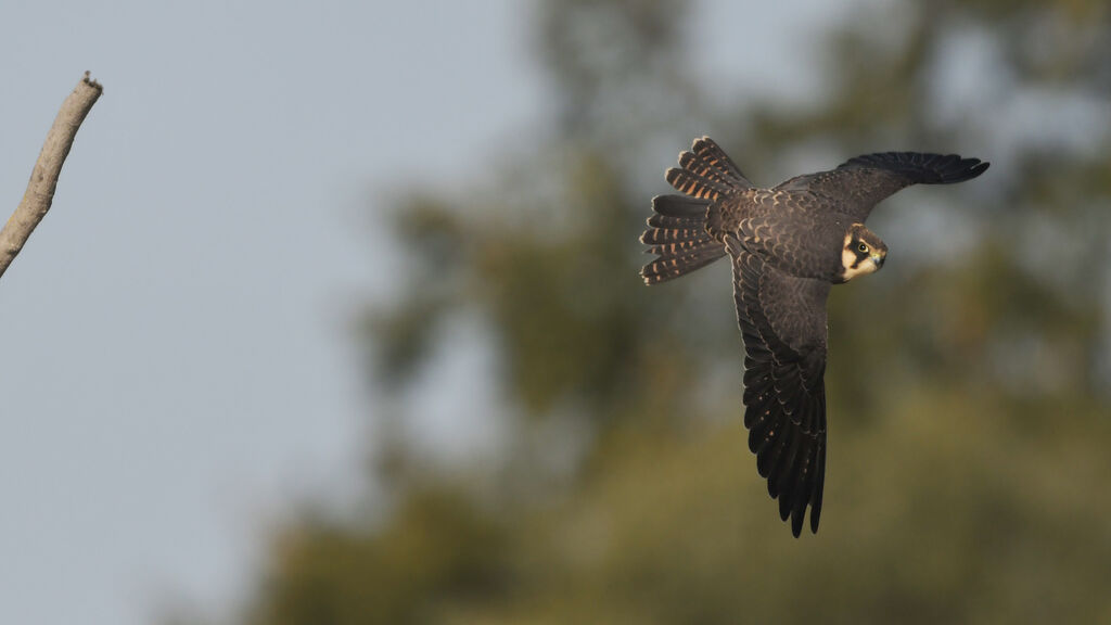 Eurasian HobbyFirst year, Flight