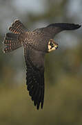 Eurasian Hobby