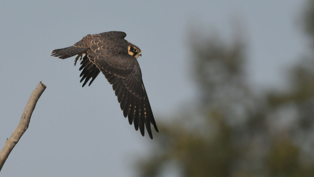 Eurasian Hobbyjuvenile, Flight