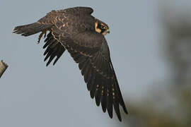 Eurasian Hobby