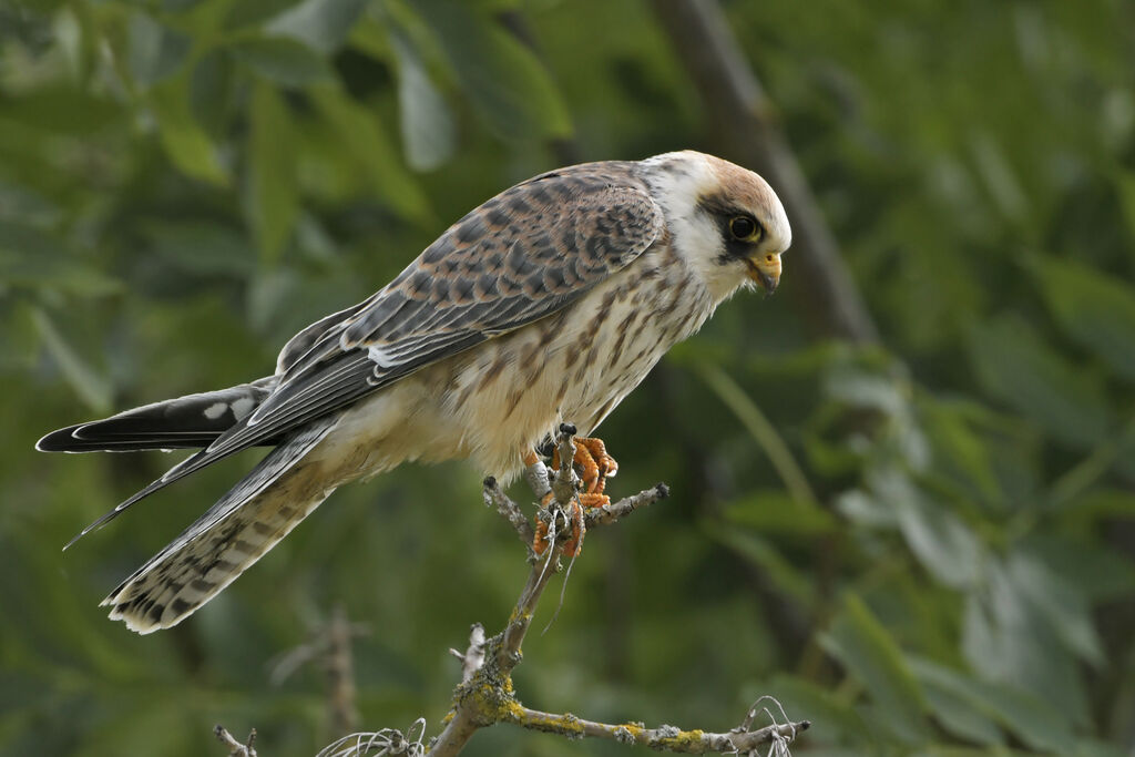 Red-footed FalconFirst year, identification