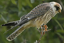 Red-footed Falcon