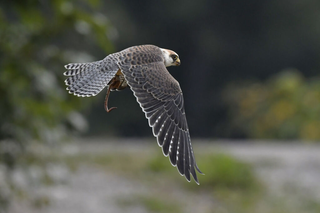 Red-footed FalconFirst year, Flight, feeding habits