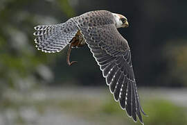 Red-footed Falcon