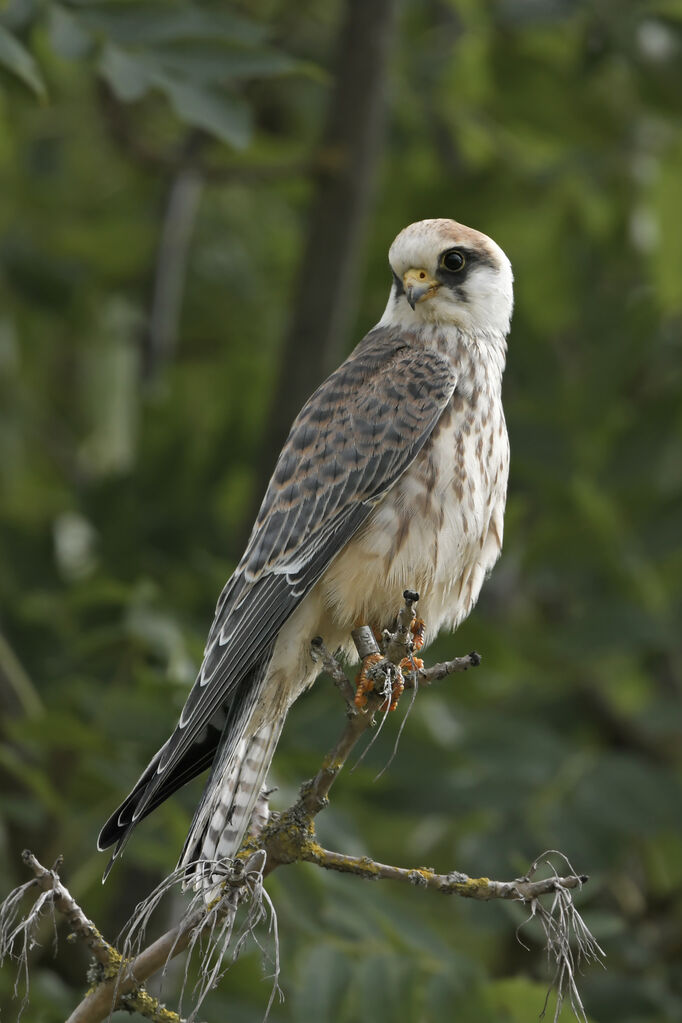 Red-footed FalconFirst year, identification