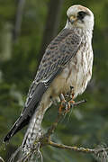 Red-footed Falcon