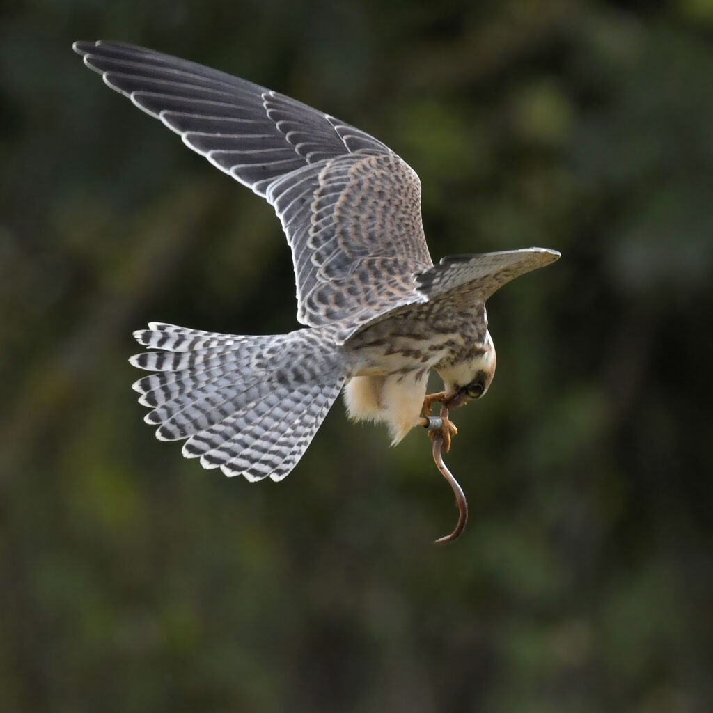 Red-footed FalconFirst year, Flight, feeding habits, eats