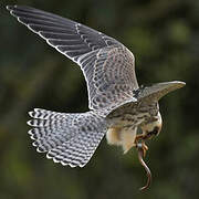 Red-footed Falcon