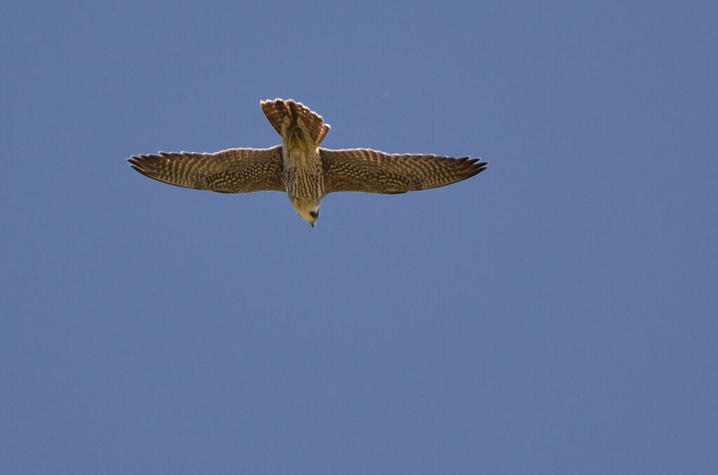 Peregrine Falconjuvenile