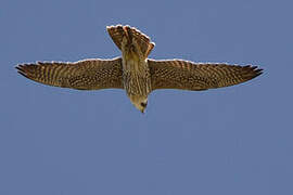 Peregrine Falcon