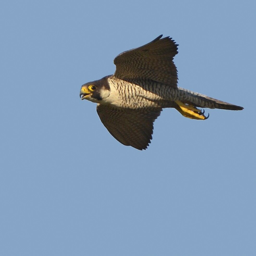 Peregrine Falcon