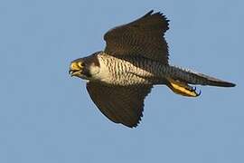 Peregrine Falcon