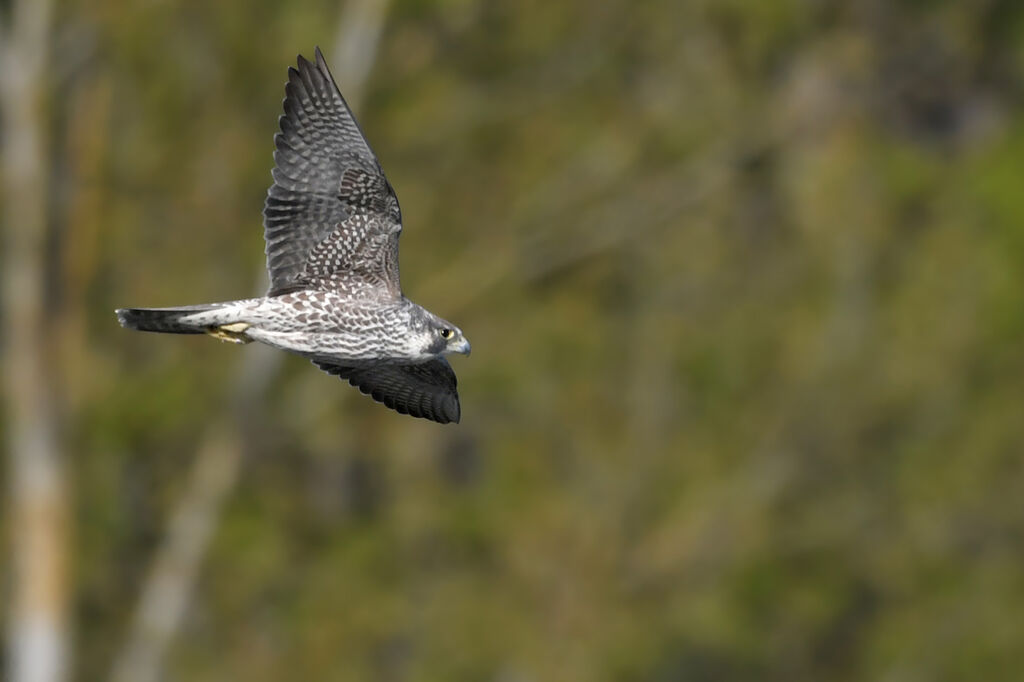 Peregrine FalconSecond year, identification