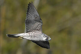 Peregrine Falcon