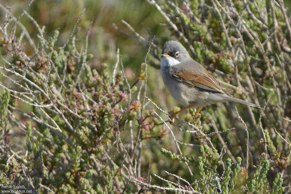 Spectacled Warbler male adult, identification