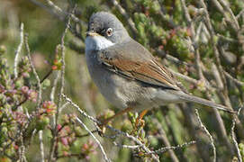 Spectacled Warbler