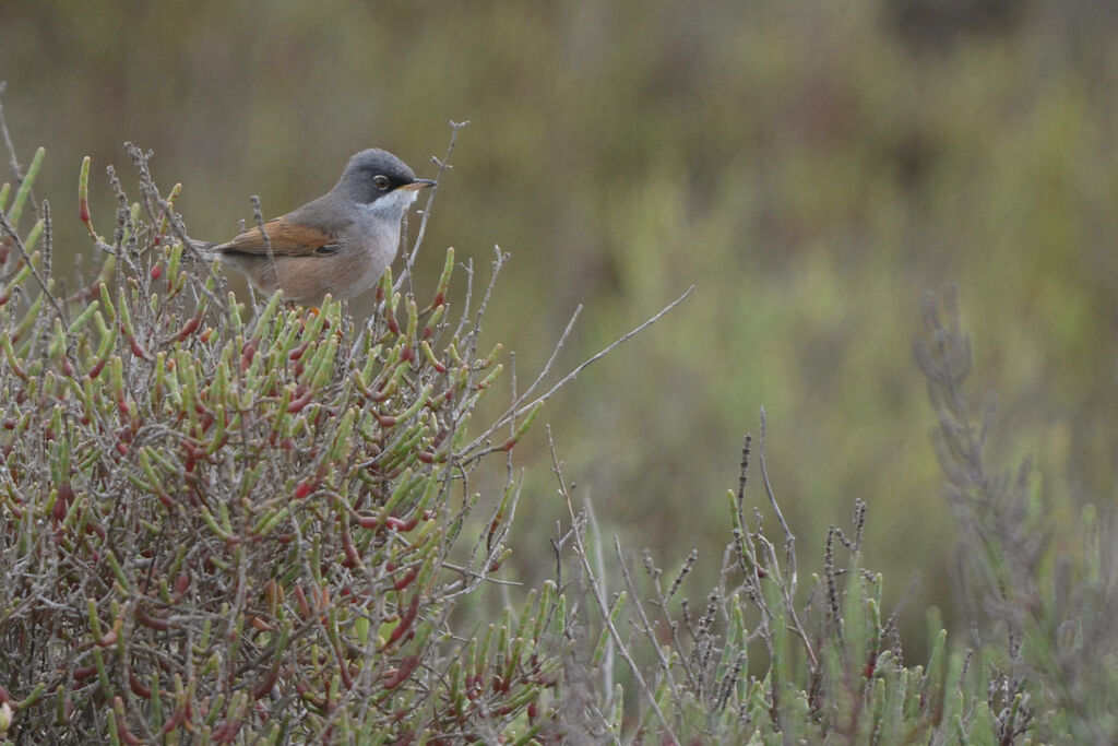 Spectacled Warbler