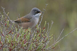 Spectacled Warbler