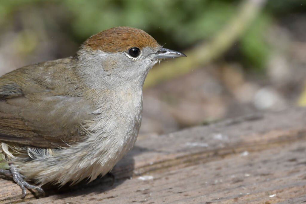 Eurasian Blackcap female adult, close-up portrait