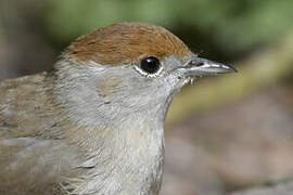 Eurasian Blackcap