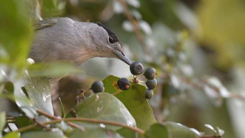 Eurasian Blackcap male adult, close-up portrait, feeding habits