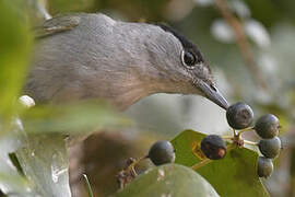 Eurasian Blackcap