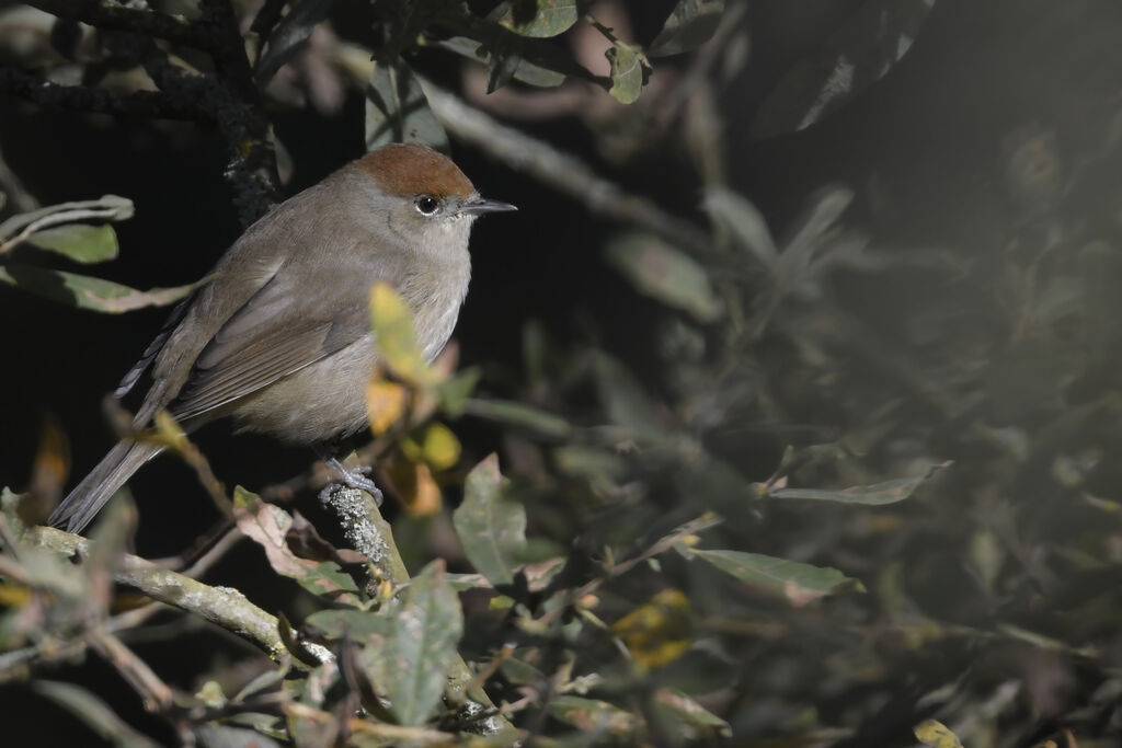 Eurasian Blackcap female adult, identification