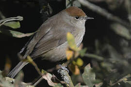 Eurasian Blackcap