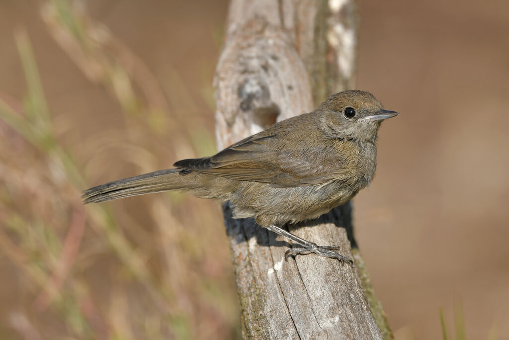 Fauvette à tête noirejuvénile, identification