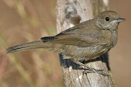 Eurasian Blackcap