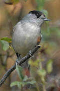 Eurasian Blackcap