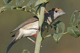 Eurasian Blackcap