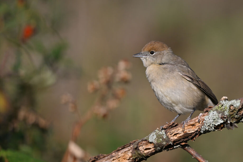 Eurasian Blackcap female adult, identification