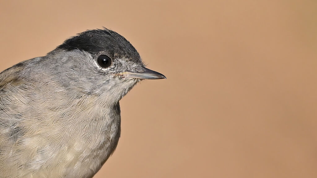 Eurasian Blackcap male adult, close-up portrait