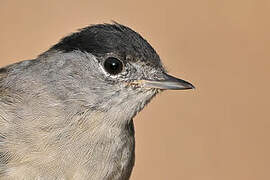 Eurasian Blackcap