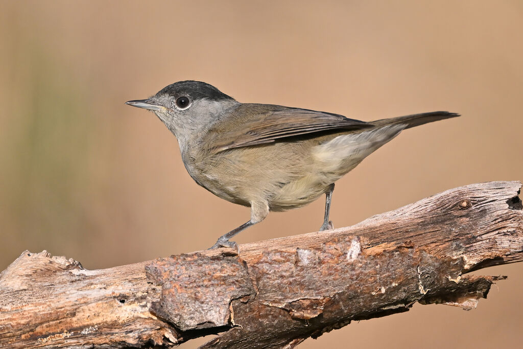 Eurasian Blackcap male adult, identification