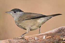 Eurasian Blackcap