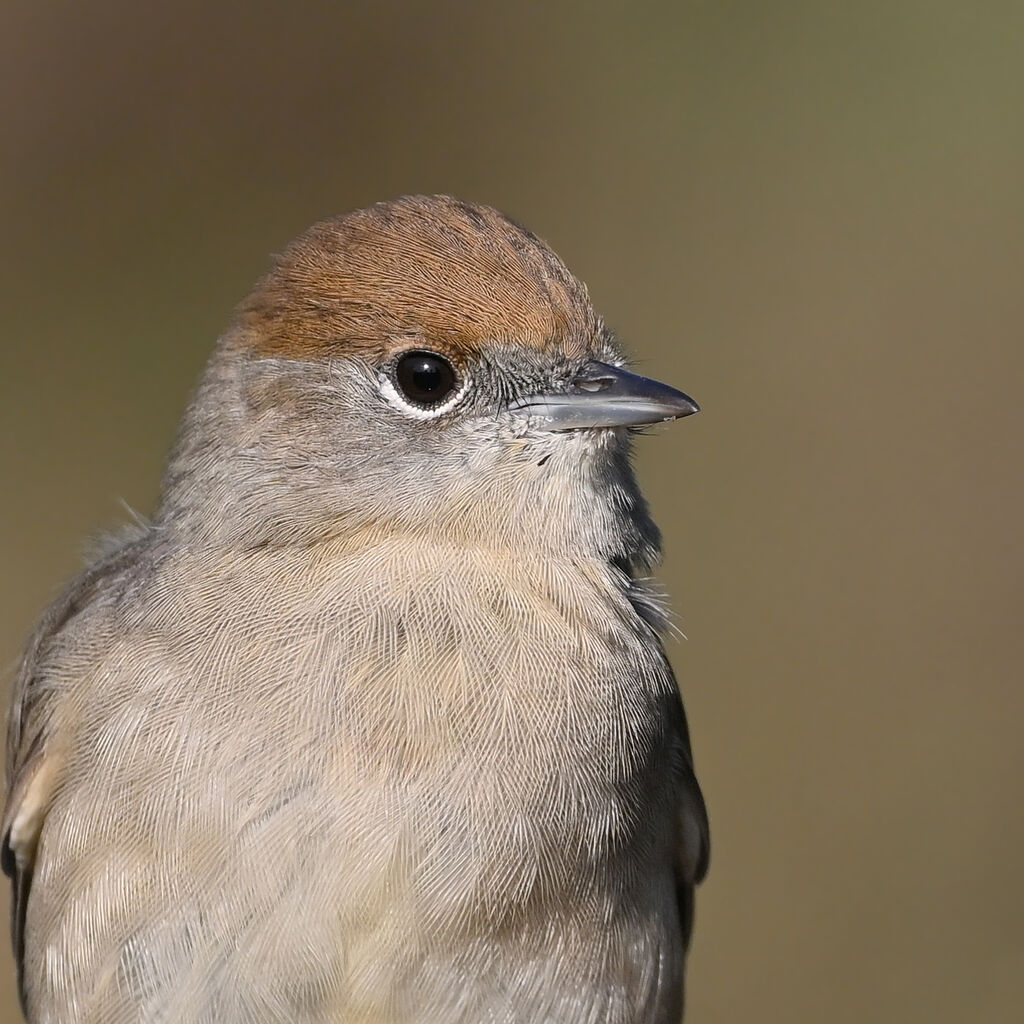 Eurasian Blackcap female adult, close-up portrait